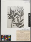 Foto von Salix triandra subsp. amygdalina (L.) Schübl. & G. Martens